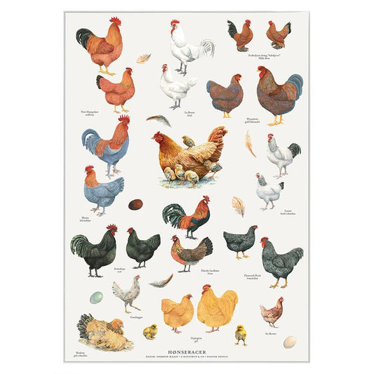 Poster Kycklingraser