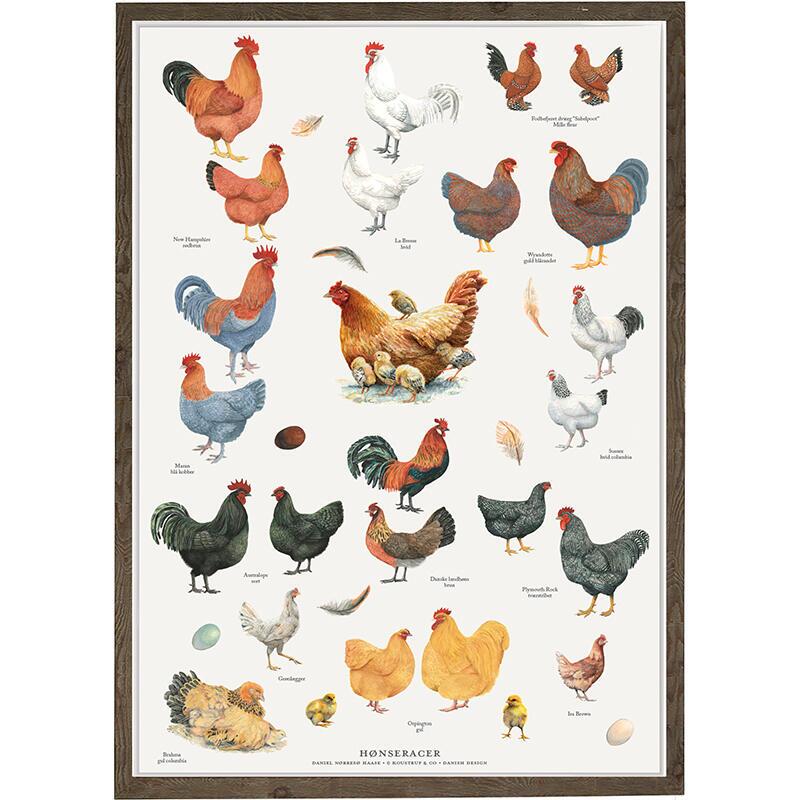 Poster Kycklingraser