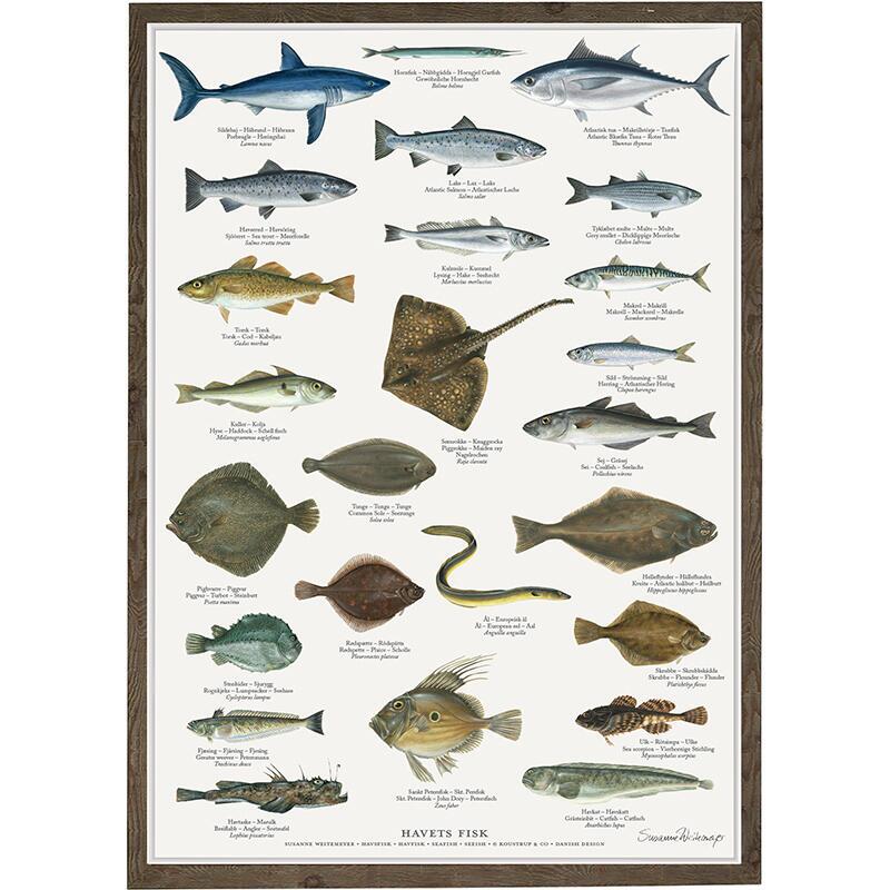 Poster Havsfisk
