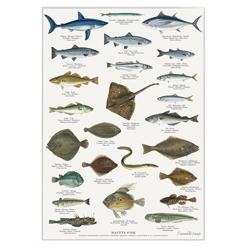 Poster Havsfisk