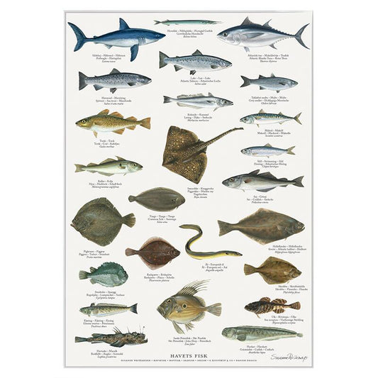 Poster Havsfisk