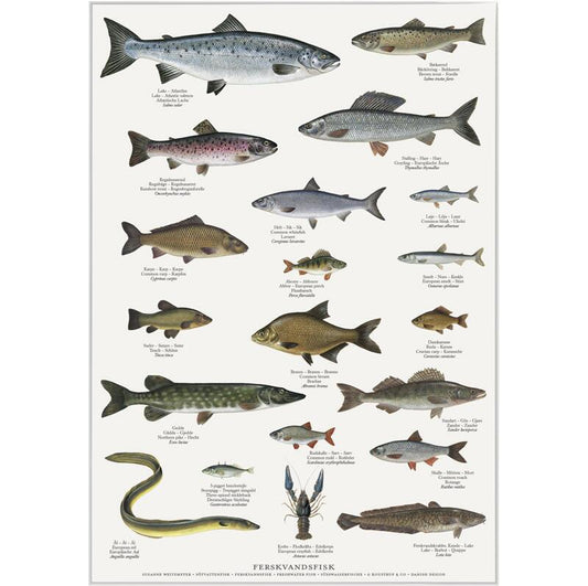 Poster Sötvattensfisk