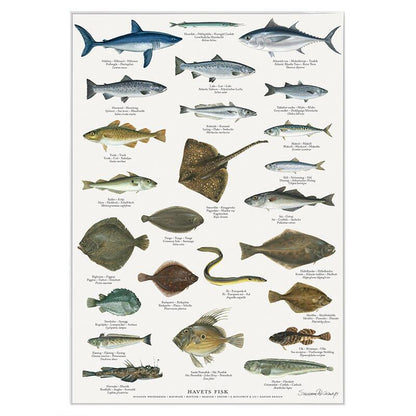Poster Havsfisk